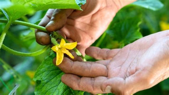 Should i hand pollinate my cucumbers?