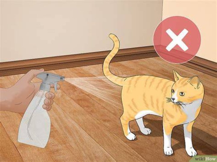 Should you spray your cat?
