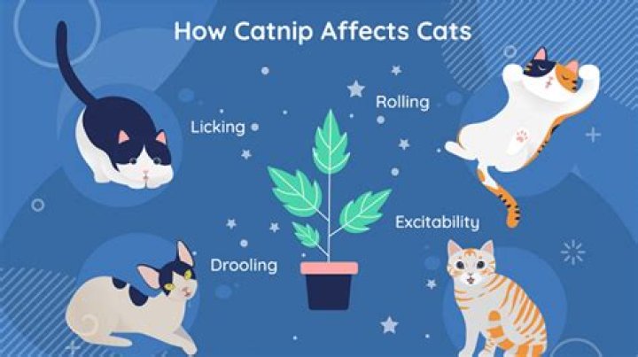Was does catnip do to cats?