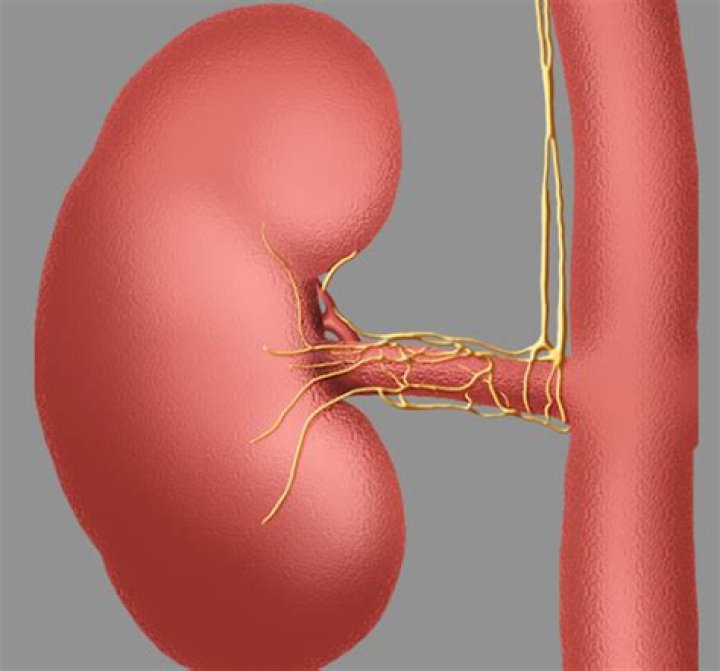 Was ist renale denervation?