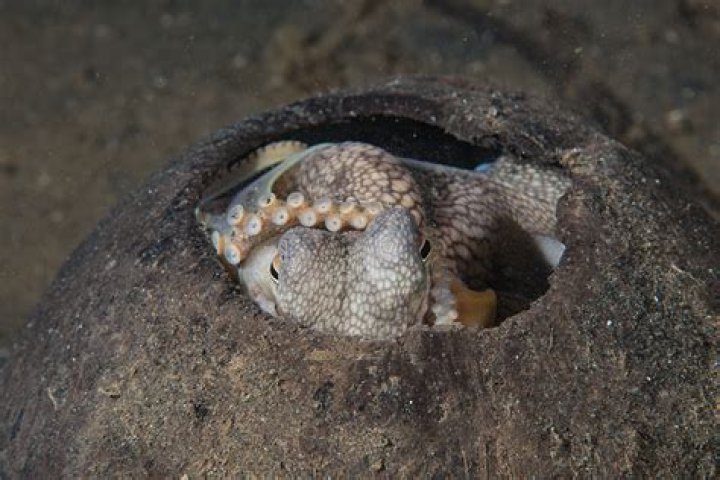 Was octopus garden a single?