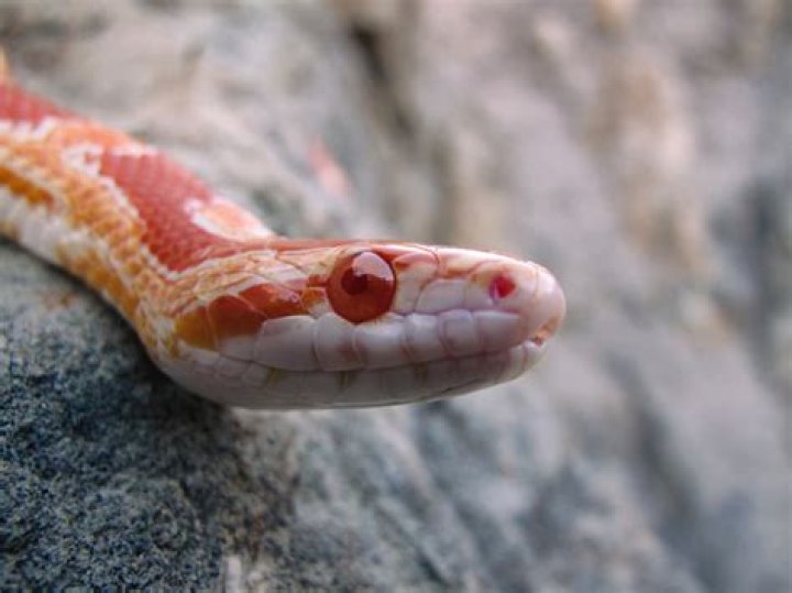 Were can i get a corn snake?