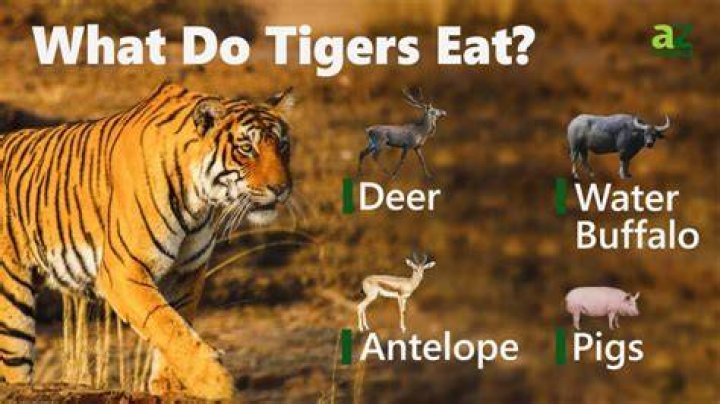 Were do tigers eat?