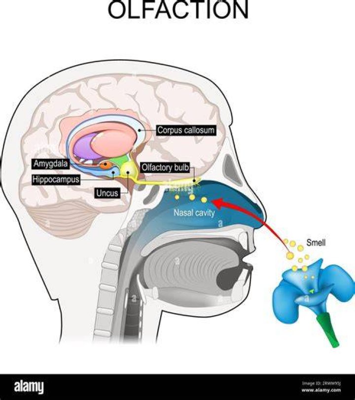 What's olfactory memory mean?