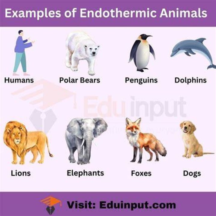 What animals are endotherms?