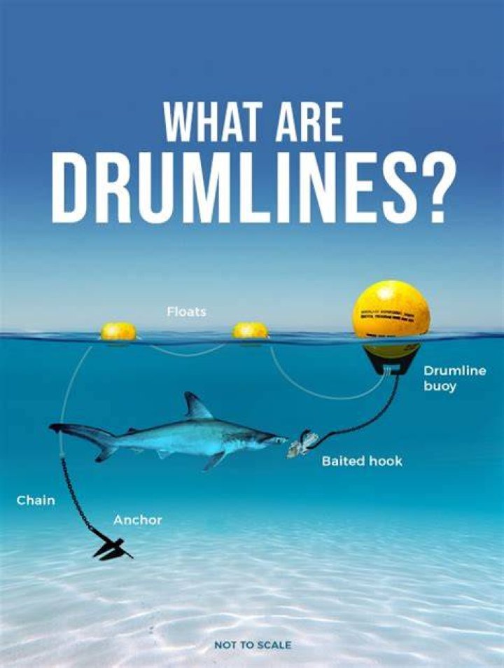 What are drumlines for sharks?