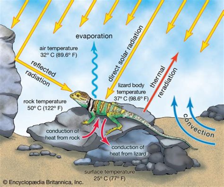 What are eurythermal organisms class 12?
