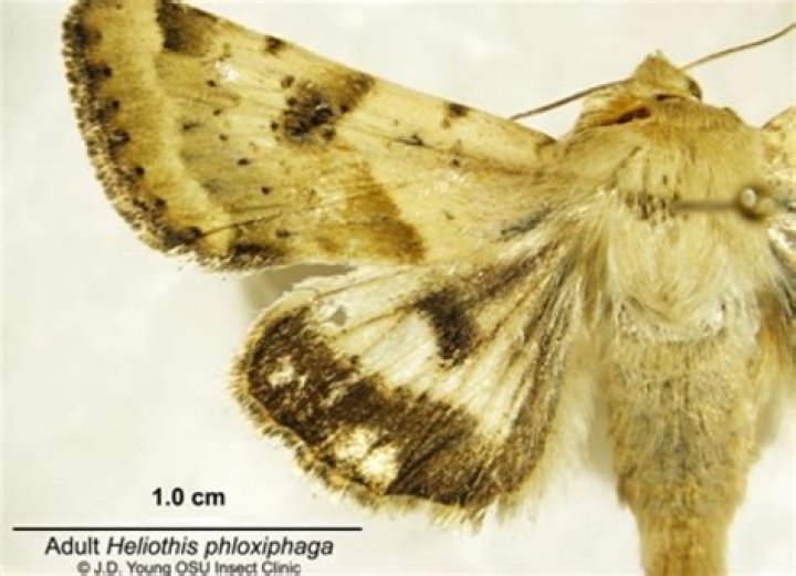 What are heliothis moth?