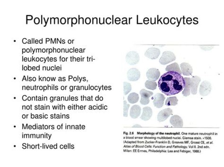 What are rare polymorphonuclear cells?