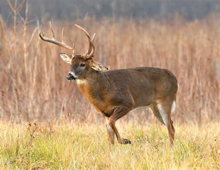What are whitetail deer predators?