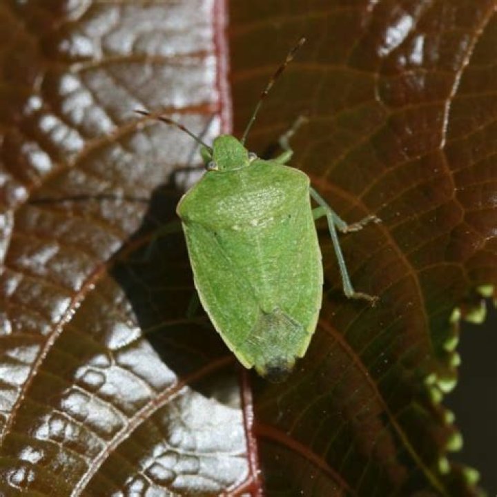 What bug is shaped like a shield?