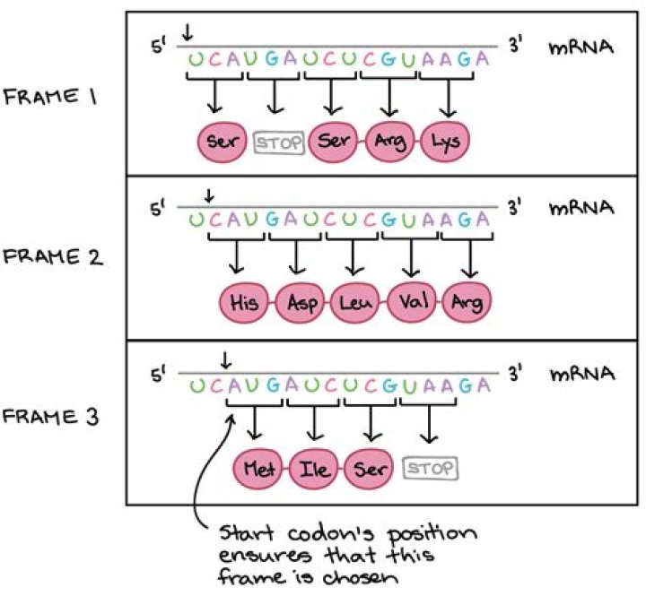 What codon means start?