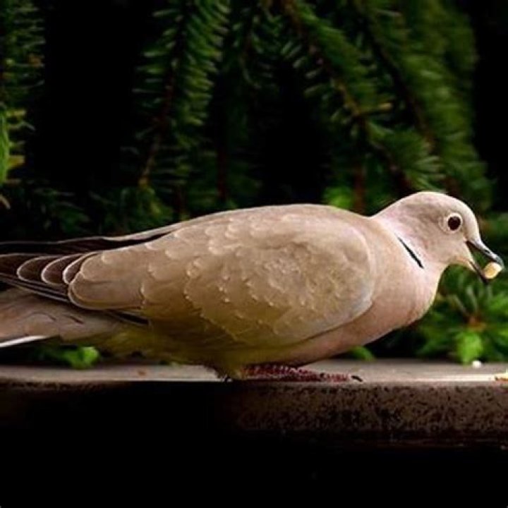 What do fledgling doves eat?