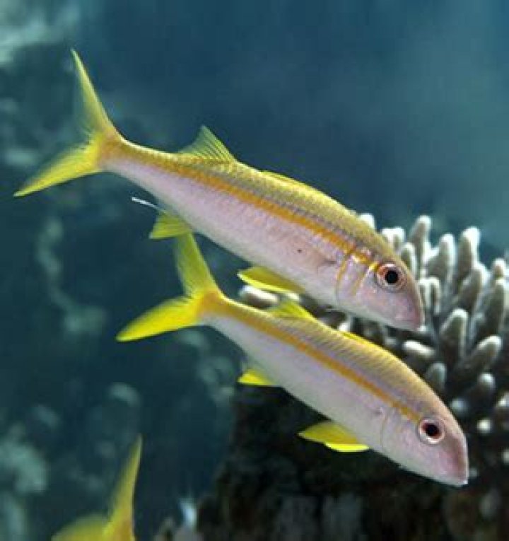 What do goatfish eat?
