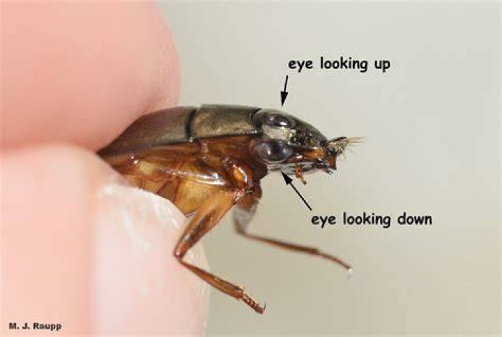 What do gyrinidae feed on?