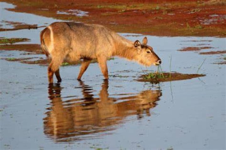 What do waterbucks eat?
