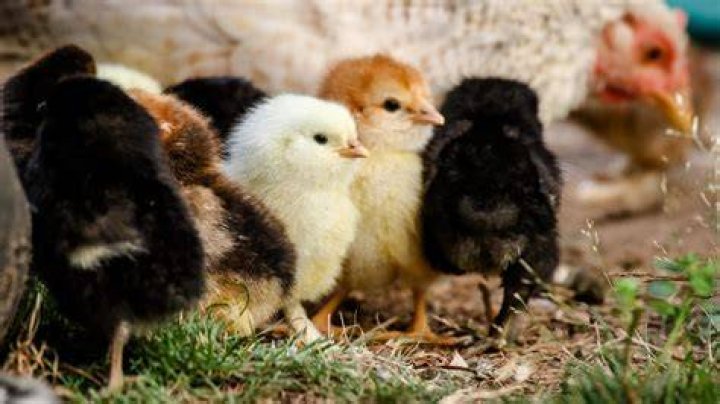 What does chicken mean?