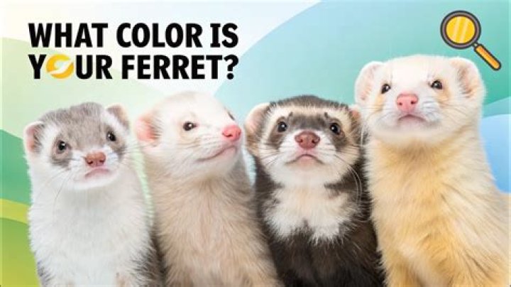 What does dook mean for ferrets?