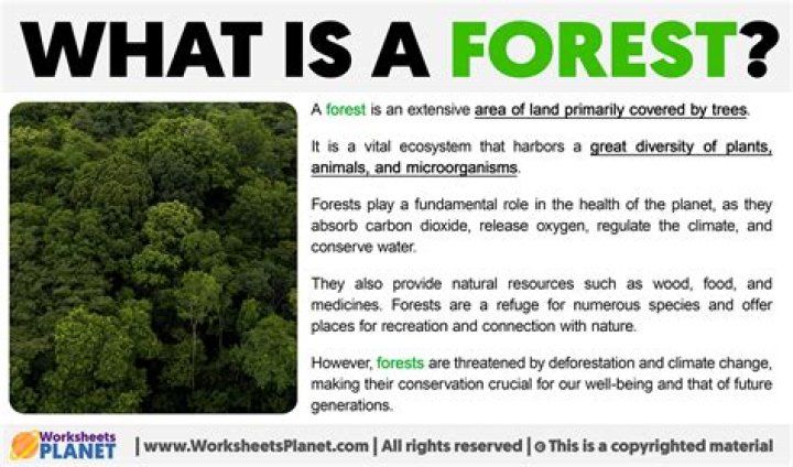 What does forest mean?