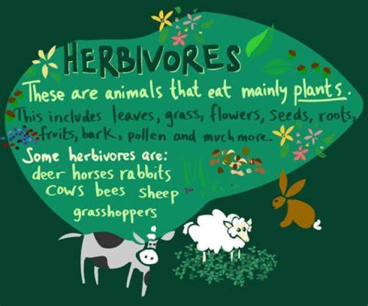 What does herbivorous mean?