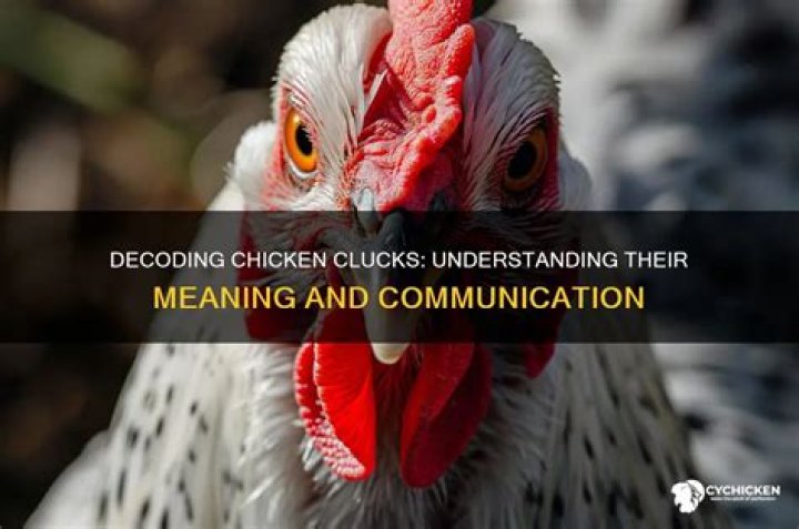 What does it mean when a chicken clucks?