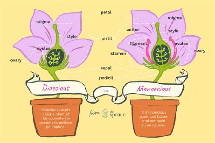 What does monoecious and dioecious mean?