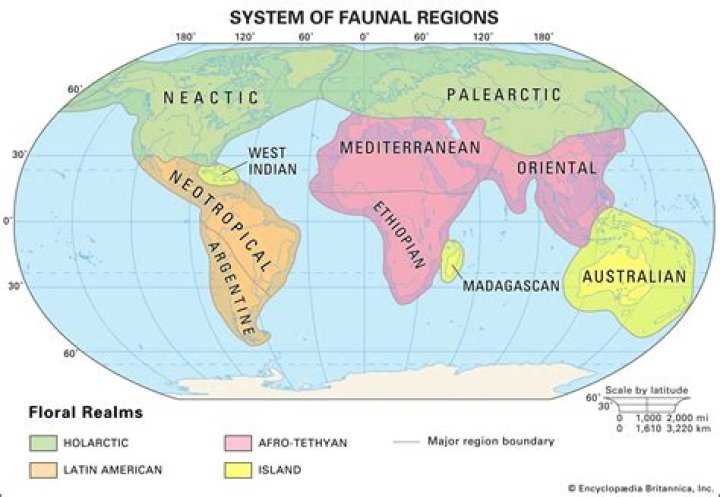 What does neotropical mean in science?