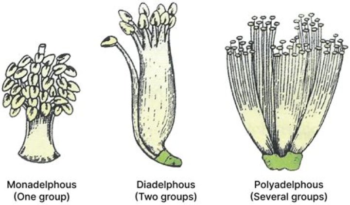What does polyadelphous do?