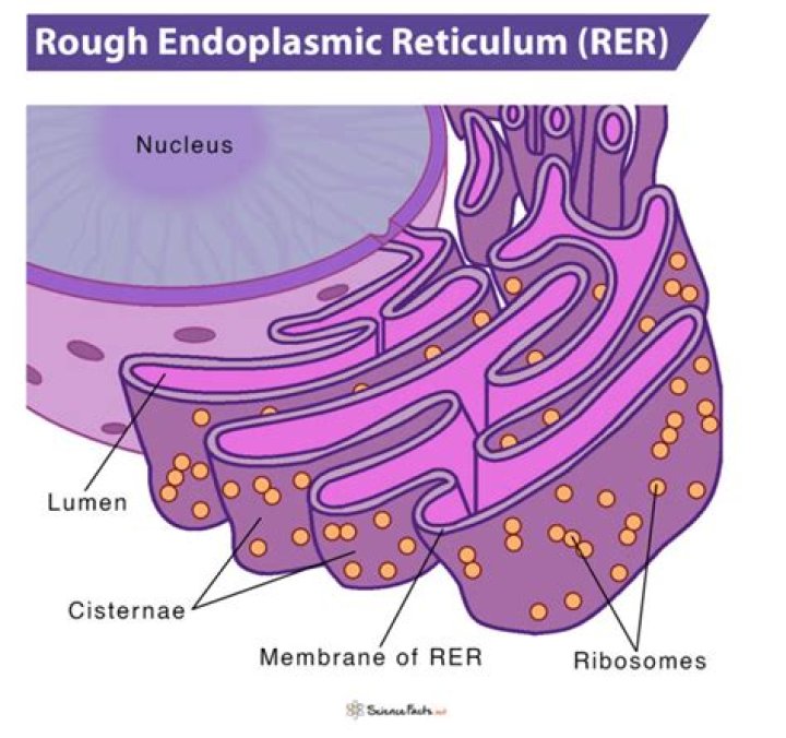 What does the rough er do?