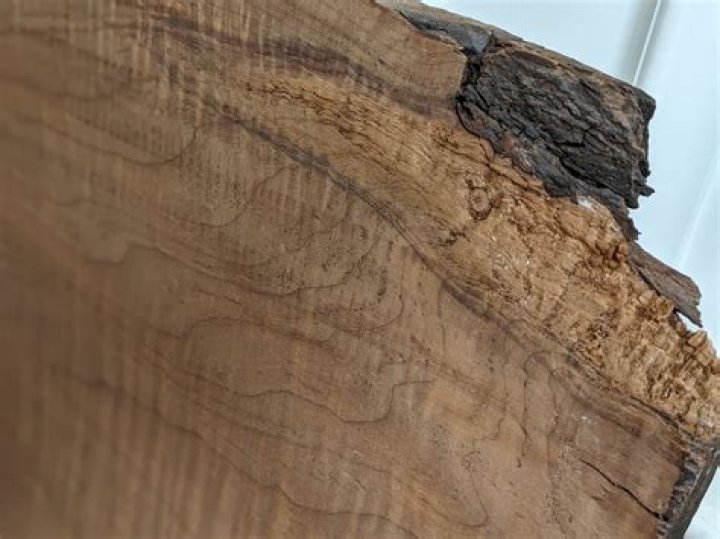 What does torrefied wood mean?