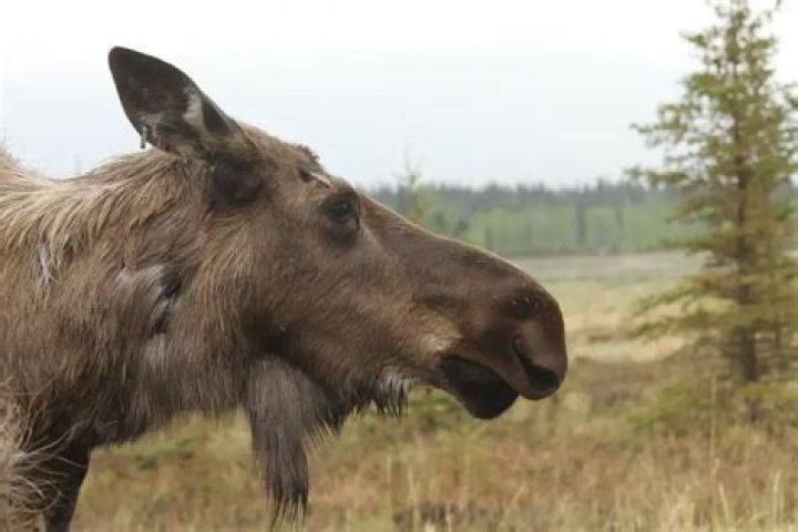 What hangs from a moose neck?