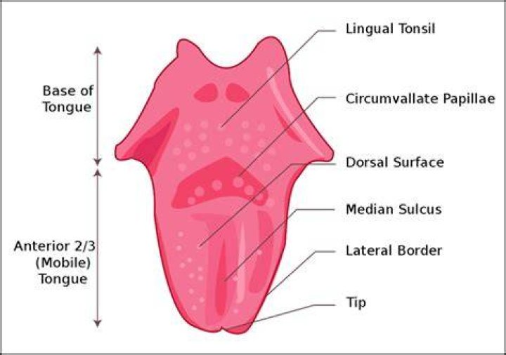 What is a dorsum?