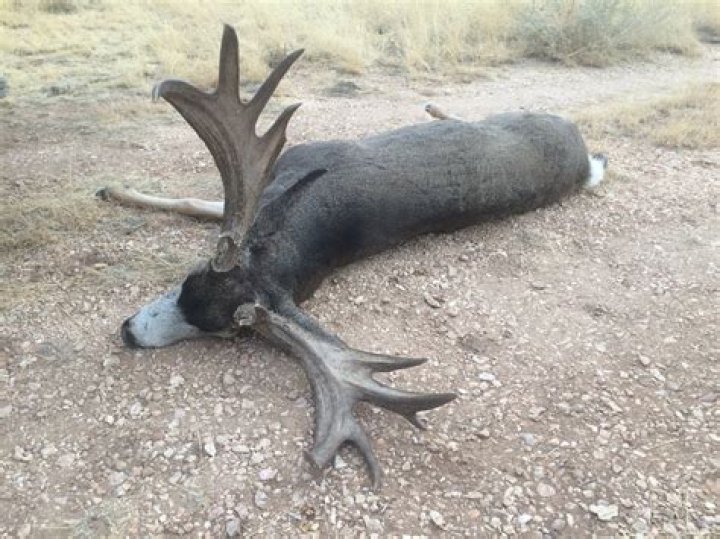 What is a kaibab deer?