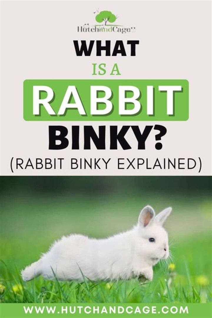 What is a rabbit binky?