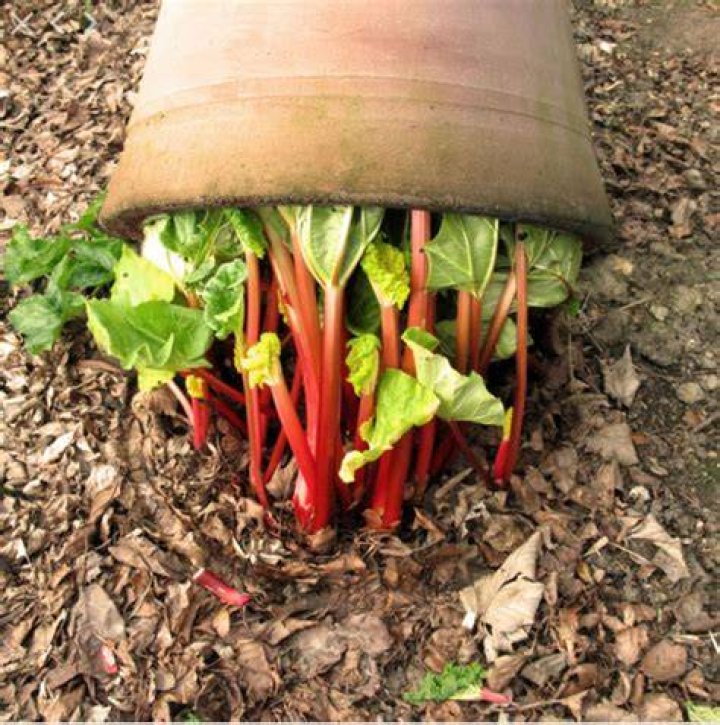 What is a rhubarb forcer?