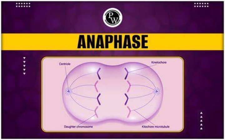 What is anaphase movement?