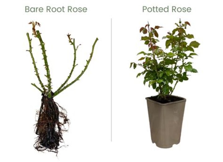 What is bare root rose?