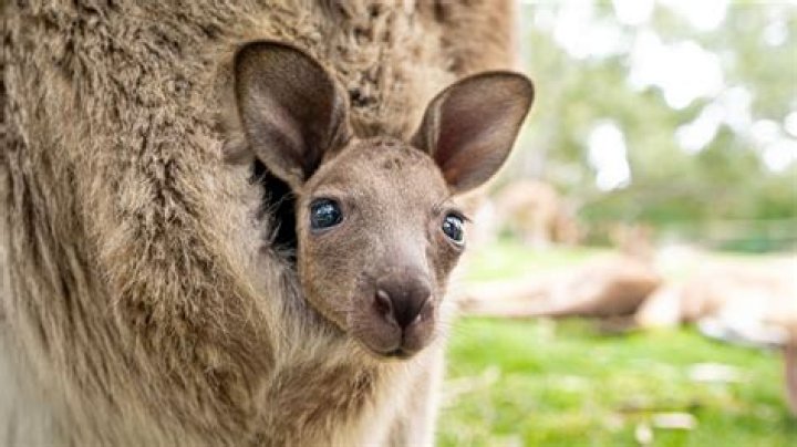 What is kangarooing a newborn?