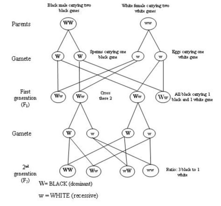 What is mendelism class 10?