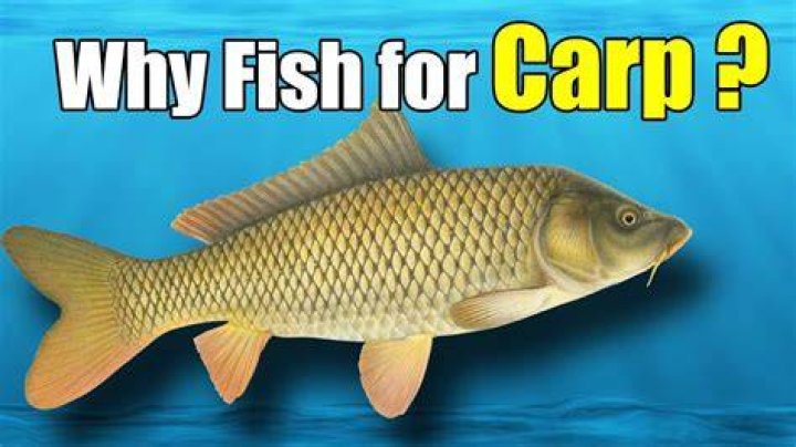 What lures do carp like?