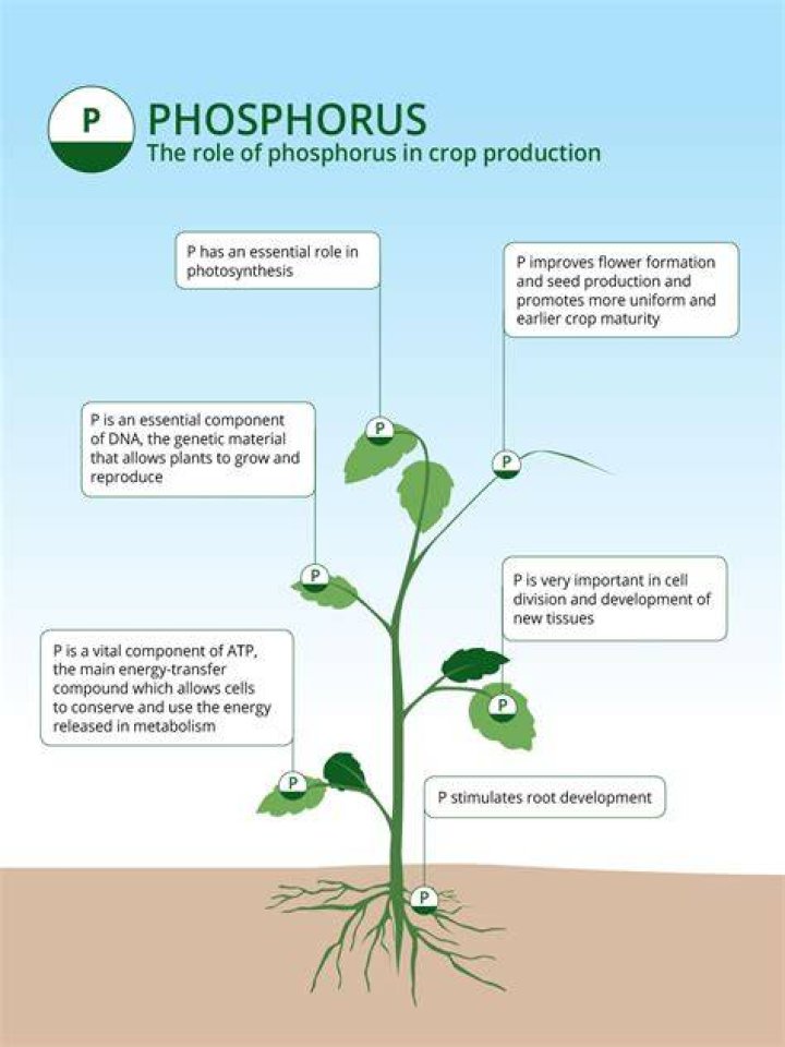 What macromolecules need phosphorus?