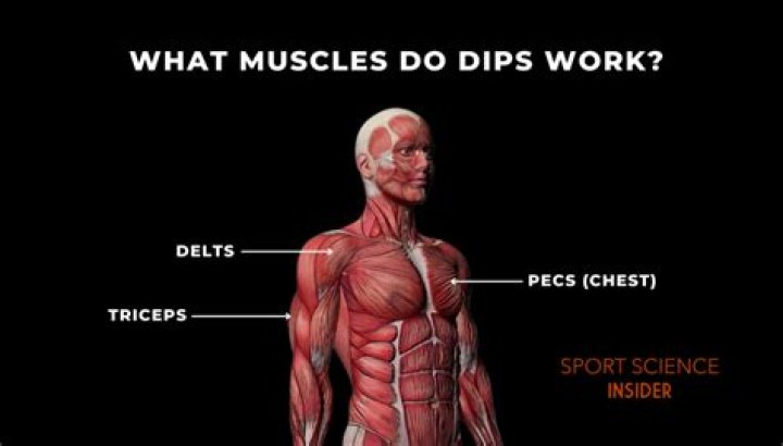 What muscles do dips work?