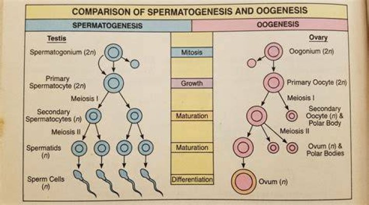 What occurs during spermiogenesis?