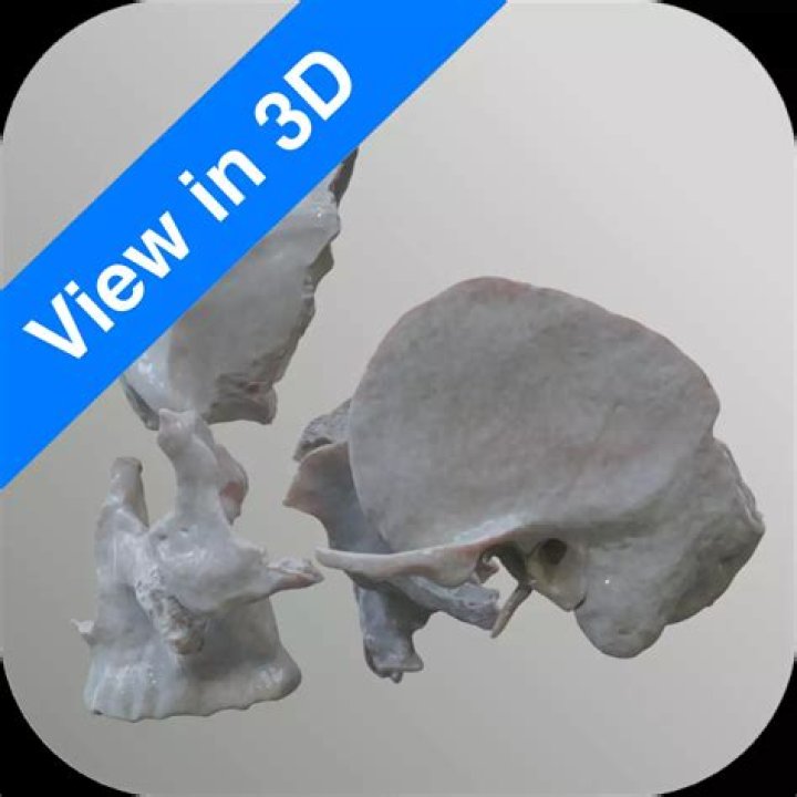 What scroll shaped bone?