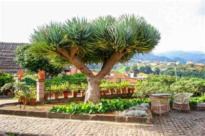 What soil does a dragon tree need?