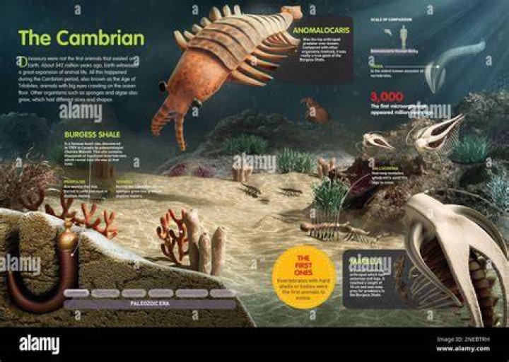 What theories explain the cambrian explosion?