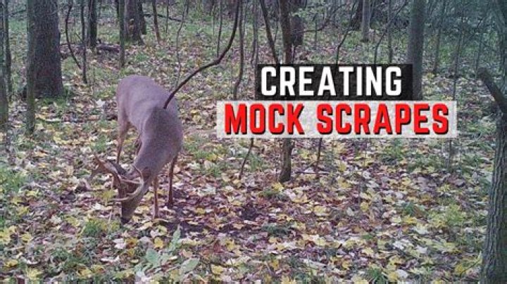 Whats a deer scrape?