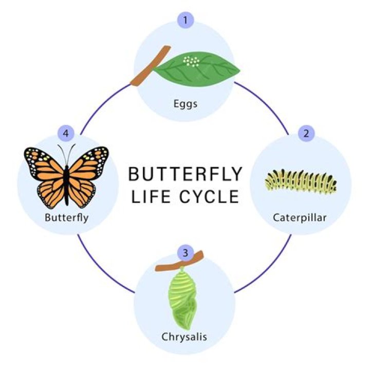 Whats a sentence using the word chrysalis?