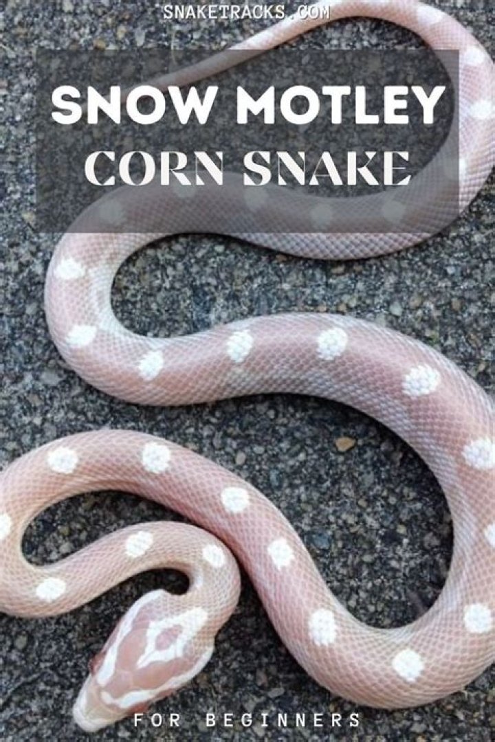 Whats a snow corn snake?