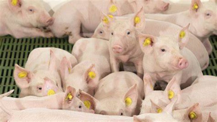 Whats a weaned pig called?